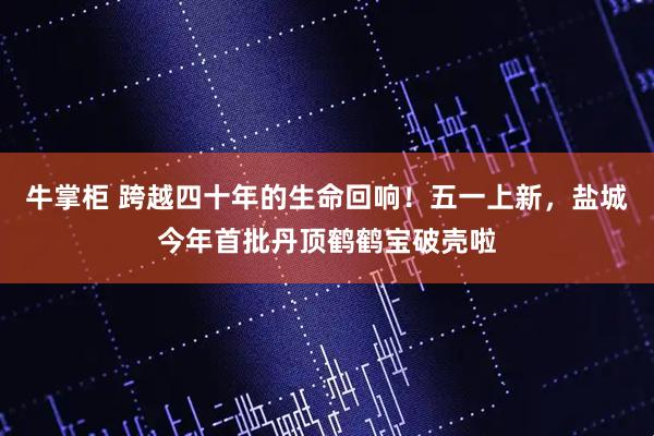 牛掌柜 跨越四十年的生命回响！五一上新，盐城今年首批丹顶鹤鹤宝破壳啦